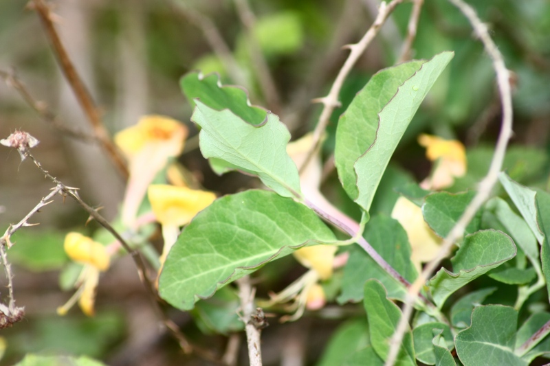 Fiore rampicante: Lonicera caprifolium